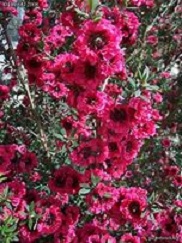 LEPTOSPERMUM WIRI JOAN